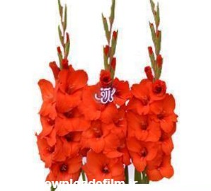 گل فروشی آنلاین - گل گلایل مونیکا - Gladiolus | گل آف