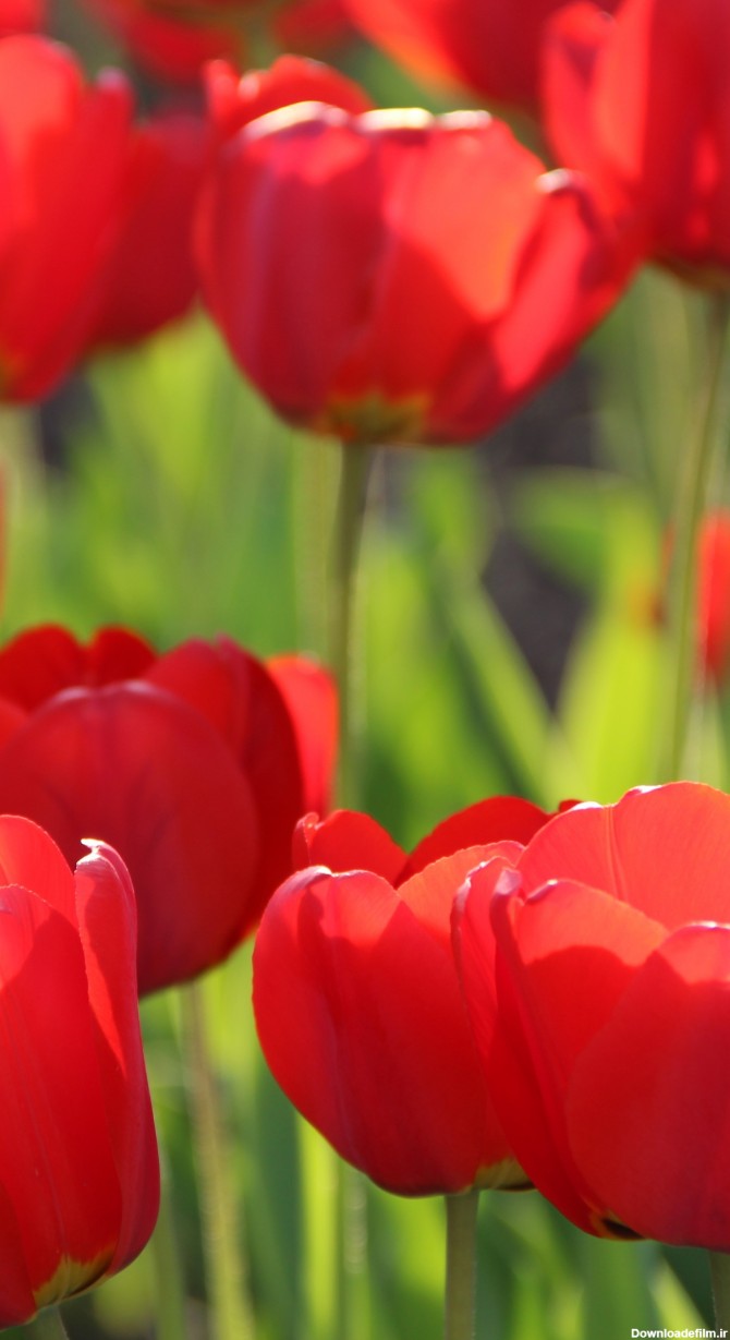 عکس زمینه گل های لاله قرمز با شکوفه های زیبا پس زمینه | والپیپر گرام