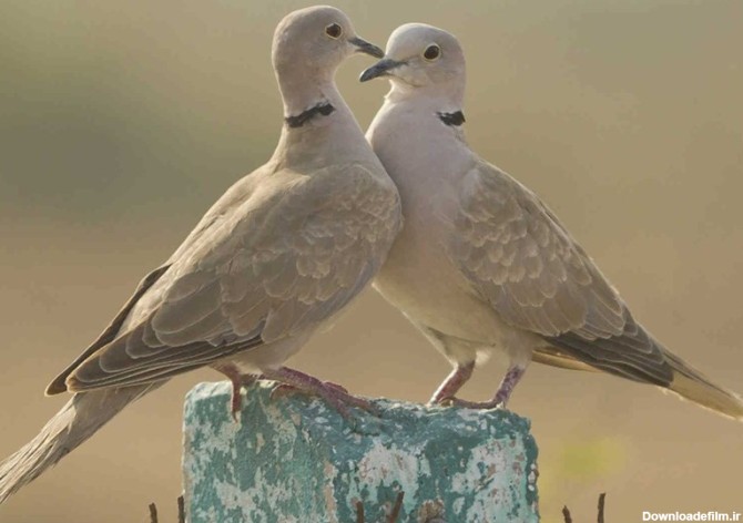 داستان قضاوت امام باقر(ع) بین یک زوج کبوتر - تسنیم