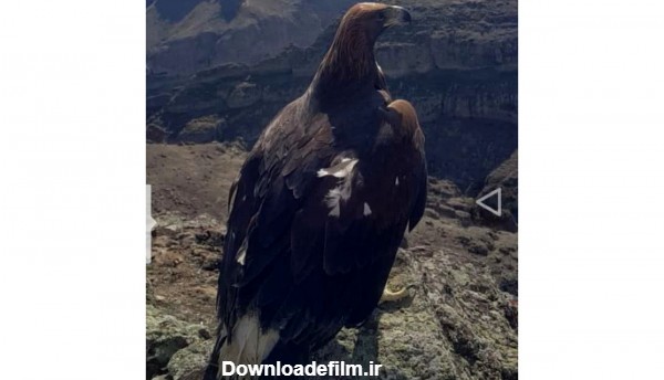 بزرگترین عقاب ایران در قلعه ضحاک + فیلم و عکس اختصاصی