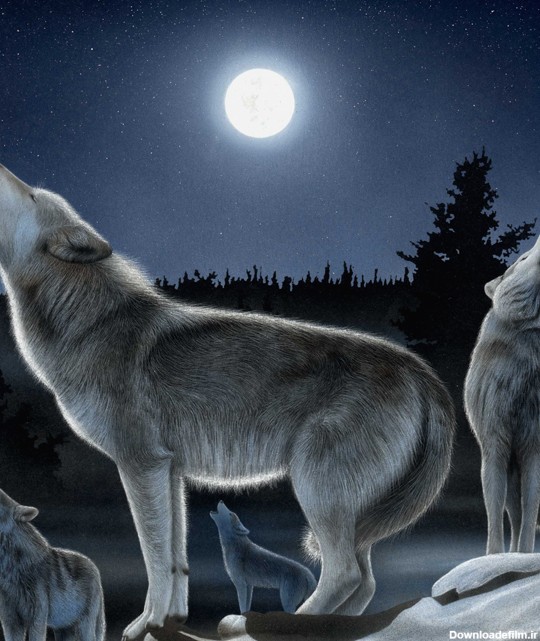گرگها زیر نور ماه در حال زوزه کشیدن - عکس ویسگون
