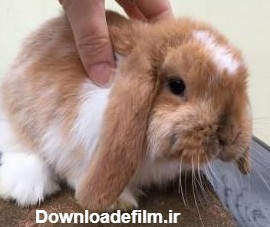 خرگوش مینی لوپ (Mini Lop Rabbit) | ماکی دام