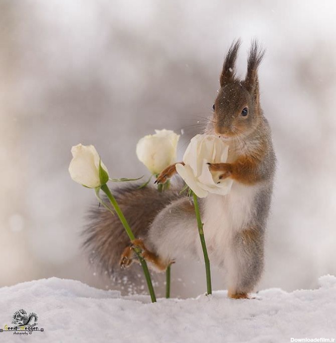 50 عکس از مینیمال‌های زندگی چند سنجاب بازیگوش و زیبا | گجت نیوز