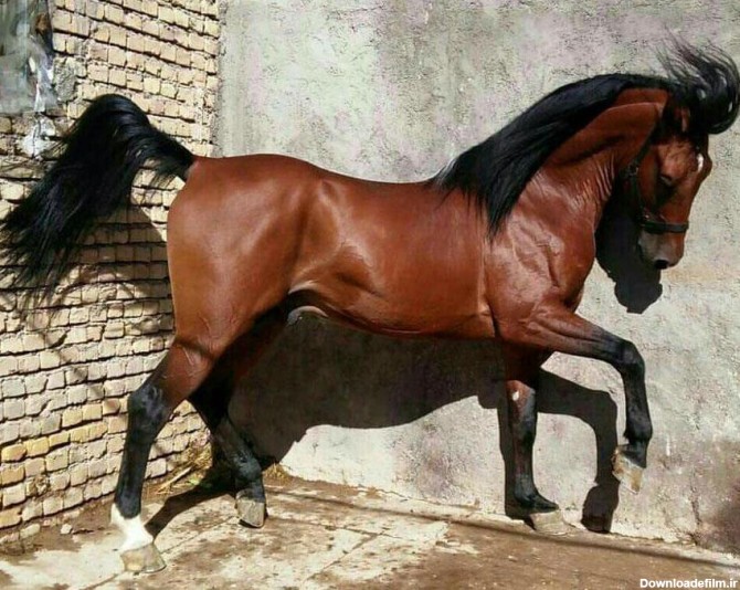 sepehr | نژاد اسب