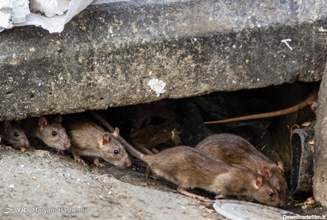 فرارو | (تصاویر) جولان موش‌های نروژی در تهران
