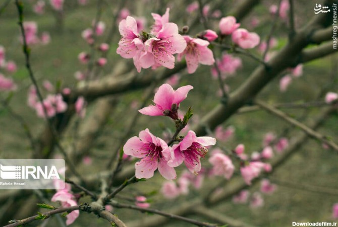 مشرق نیوز - عکس/ شکوفه‌های زیبای درختان در آستانه بهار