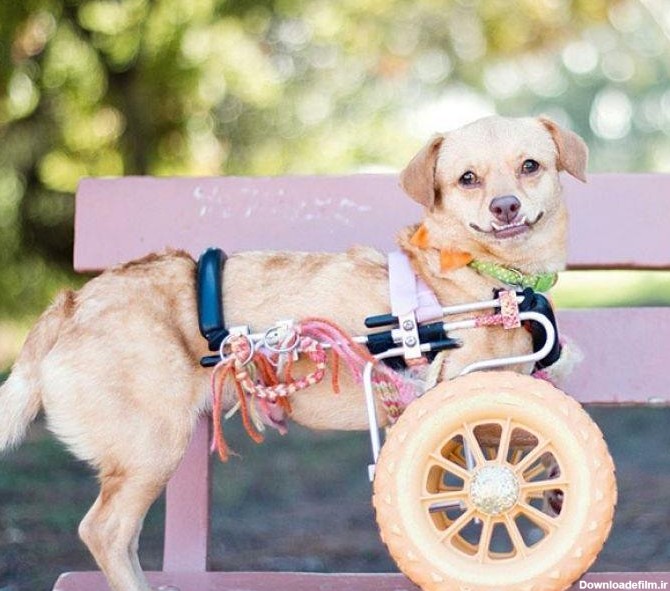 خوشبخت ترین سگ معلول دنیا! | سایت انتخاب