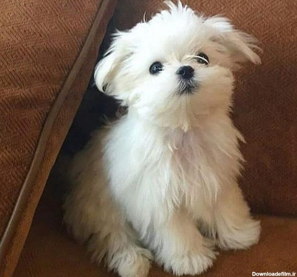 توله سگ کوچک سفید پشمالو - عکس ویسگون