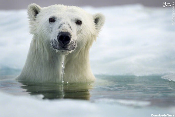 مشرق نیوز - عکس/ ژست خرس قطبی در آب