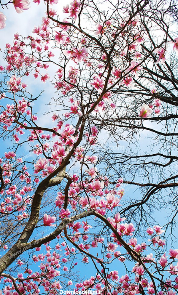 عکس با کیفیت آسمان مجازی یا طرح سقف کاذب درختان پر از شکوفه های ...