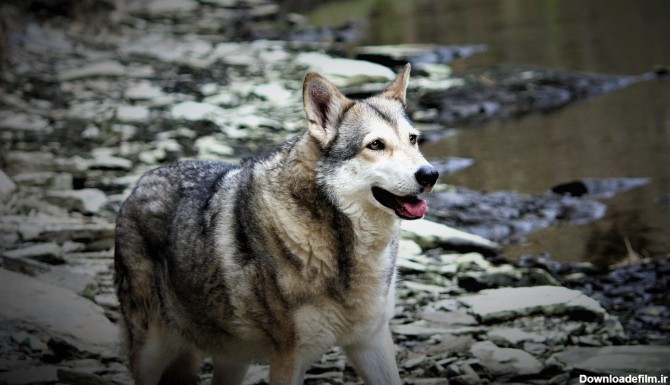 نژاد سگ سارلوس ولف داگ (Saarlooswolfdog) عکس و ویدیو