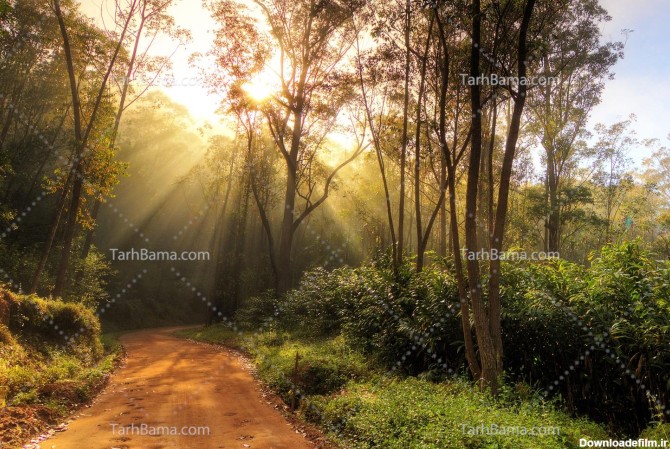 تصویر با کیفیت جنگل و نور خورشید