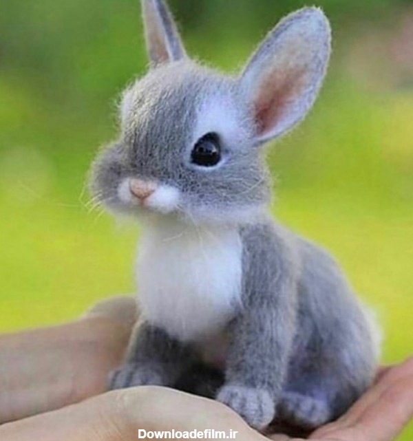 خرگوش کوچولو - عکس ویسگون