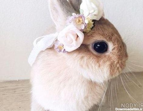 عکس خرگوش دخترونه برای پروفایل