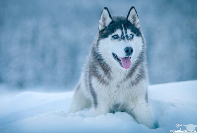مشخصات و ویژگی های سگ نژاد هاسکی سیبرین (Siberian Husky)