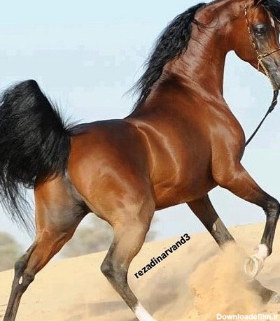 عکس اسب قهوه ای روشن