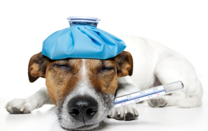 بیماری های رایج در سگ ها و راه های درمان