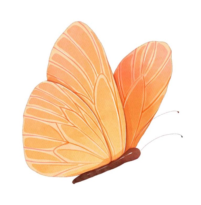 عکس پروانه کارتونی زیبا
