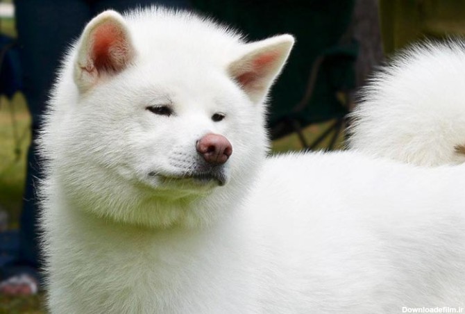مشخصات کامل، قیمت و خرید نژاد سگ جاپانیز آکیتااینو (Japanese ...