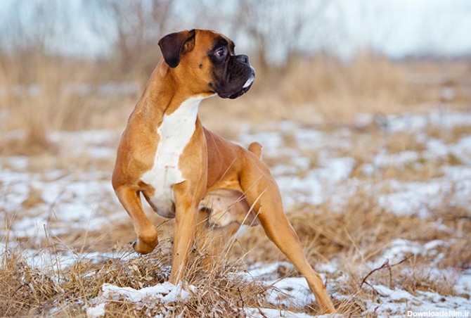 مشخصات کامل، قیمت و خرید نژاد سگ باکسر (Boxer) | پت راید