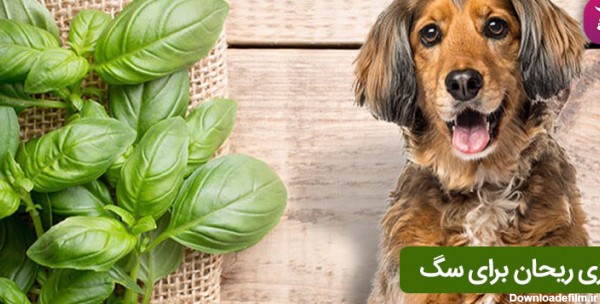 سبزی ریحان برای سگ