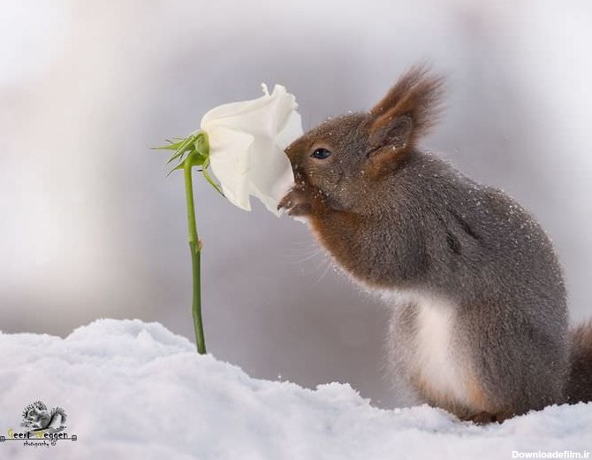 50 عکس از مینیمال‌های زندگی چند سنجاب بازیگوش و زیبا | گجت نیوز