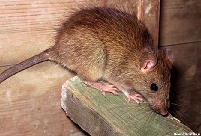 چگونه با موش های درون خانه مبارزه کنیم؟ | پایگاه خبری جماران