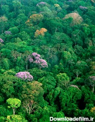 جنگل بارانی حاره‌ای - ویکی‌پدیا، دانشنامهٔ آزاد