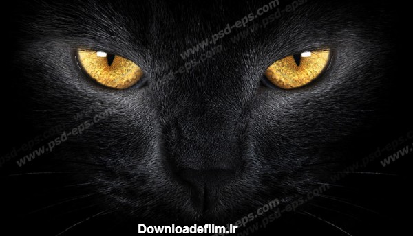 عکس با کیفیت تبلیغات گربه ی سیاه با چشم های عسلی - لایه باز طرح ...