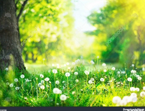 صحنه طبیعت بهار منظره زیبا پارک با قاصدک چمن سبز درختان و گل ها ...