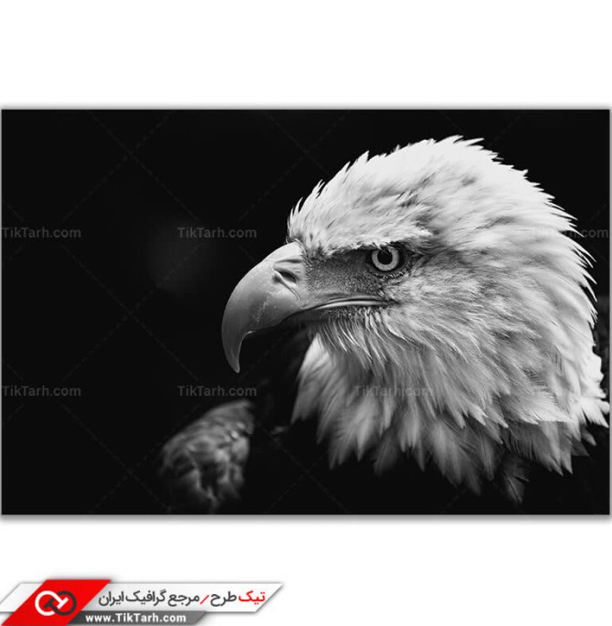 تصویر با کیفیت عقاب سر سفید | تیک طرح مرجع گرافیک ایران