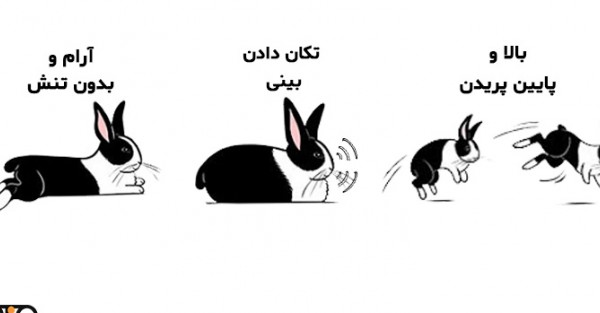 زبان بدن خرگوش ها – نحوه ارتباط با خرگوش ها - پتیا