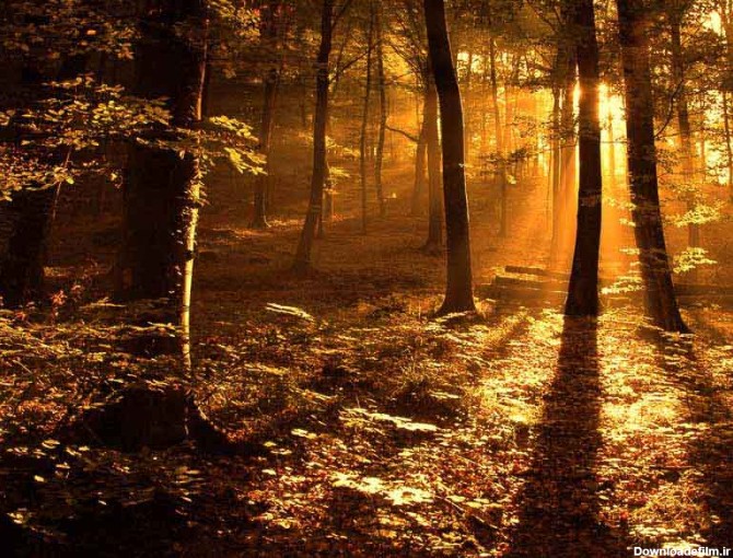دانلود عکس باکیفیت روزنه های نور خورشید در میان درختان جنگل | تیک ...