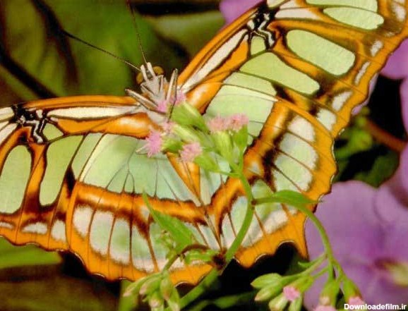 عکس هایی دیدنی از زیباترین پروانه های کمیاب