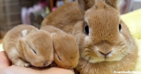 نکاتی درباره مراقبت از بچه خرگوش تازه متولد شده