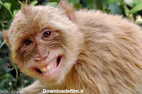 عکس هایی از حیوانات در حال خنده و شادی ! | باشگاه مهندسان ایران