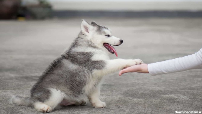 چگونه سگ هاسکی را تربیت کنیم - دهکده حیوانات