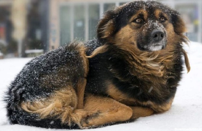سگ نشسته در هوای سرد زمستان