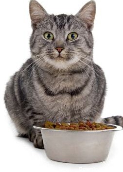 غذای گربه | غذای خشک گربه | پت شاپ شاپرک : هپی کت ، رویال کنین ...