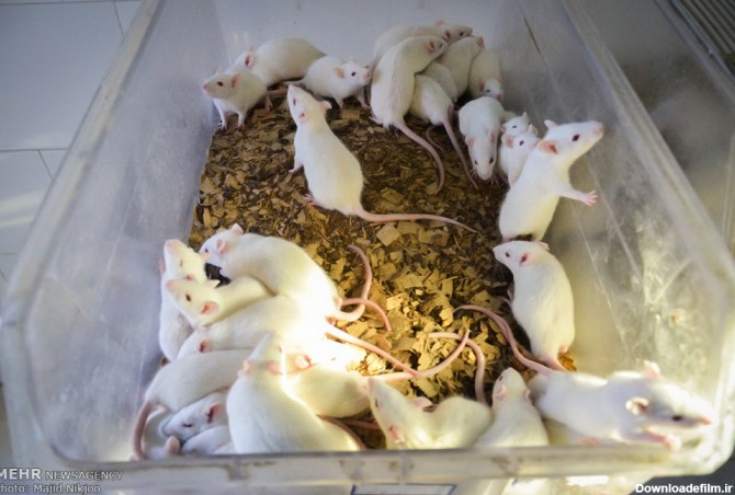موش های آزمایشگاهی (عکس)