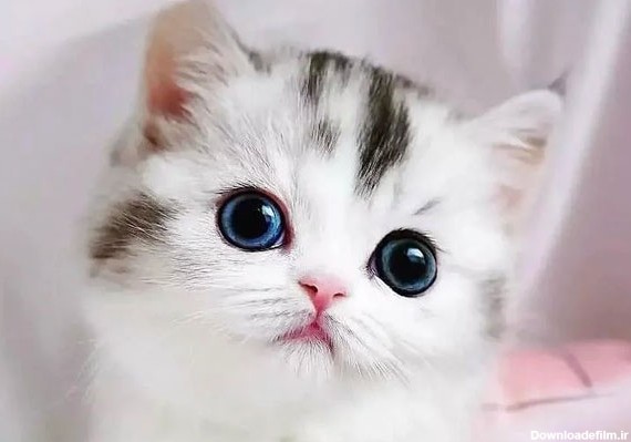 روز جهانی گربه های پشمالو | متن ها بامزه و عکس گربه‌های شیطون ...