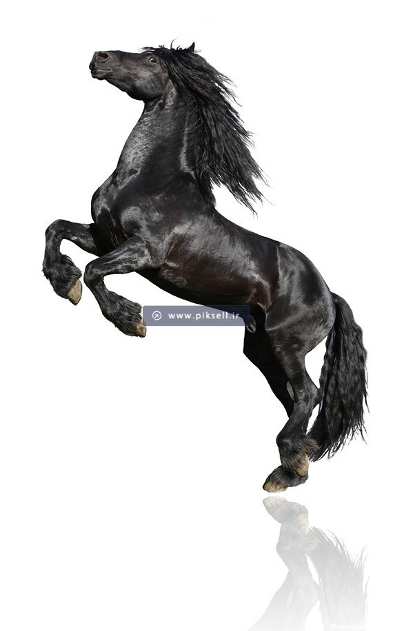 مجموعه عکس اسب های سیاه زیبا (جدید)