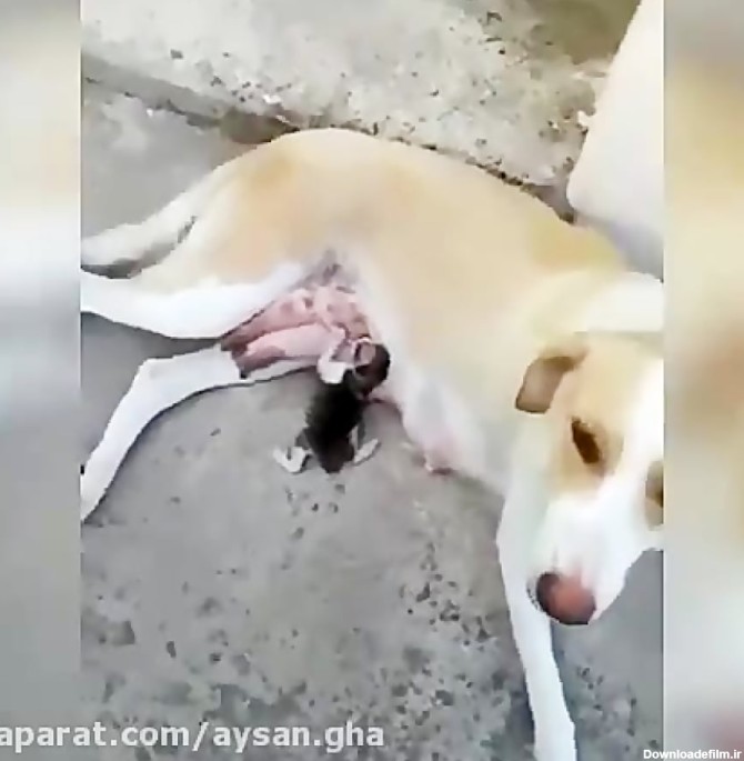 شیر دادن سگ به بچه گربه ناتوان