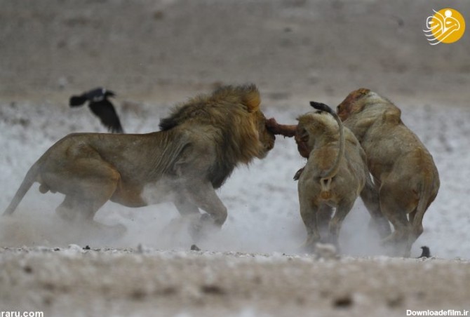 فرارو | (تصاویر) مبارزه سه شیر بر سر یک آهو!