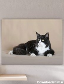 تابلو عکس گربه سیاه و سفید - مبین چاپ