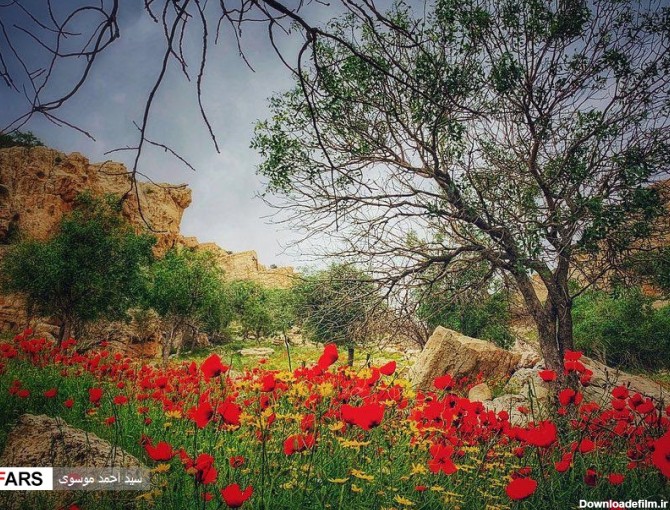 طبیعت زیبا و سرسبز بهاری شهرستان جم | خبرگزاری فارس