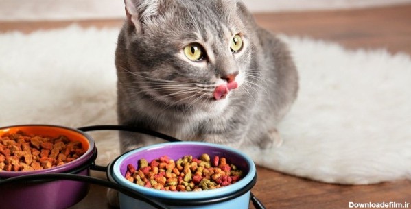 روش تشخیص غذای اصلی گربه