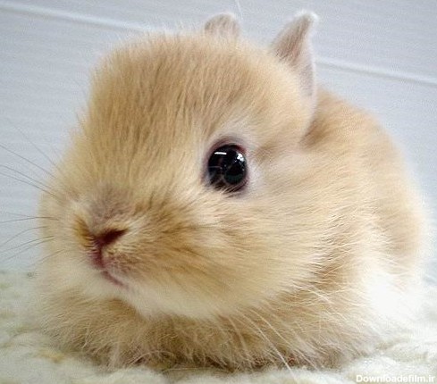 عکس بچه خرگوش لپی