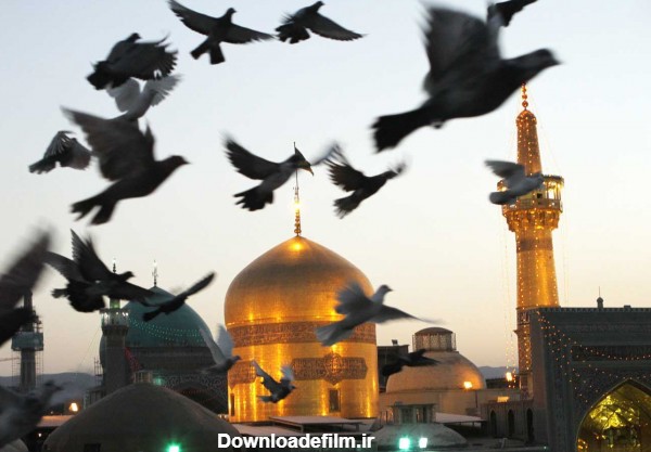 عکس پرواز کبوترهای حرم امام رضا بالای سر گنبد طلایی