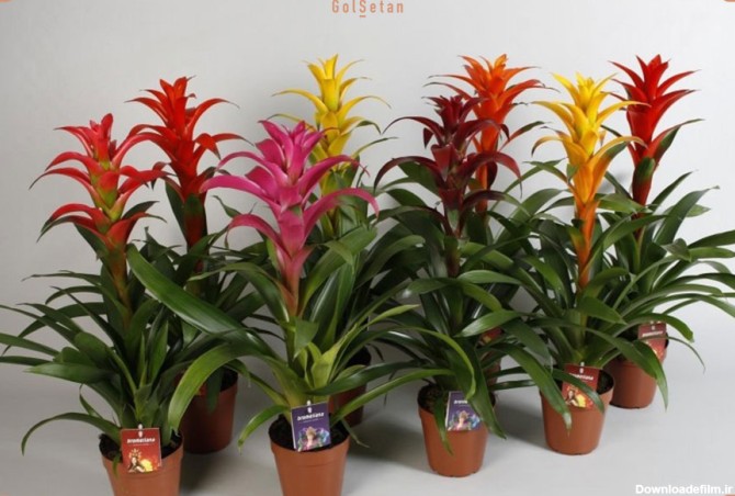 معرفی مقاومترین گیاهان آپارتمانی رنگی |گُل‌سِتان